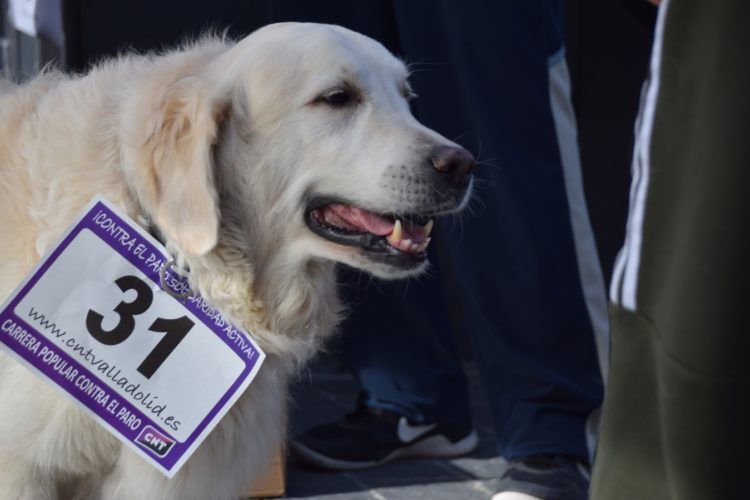 Huellas de la V Carrera Popular Contra El Paro en Traspinedo
